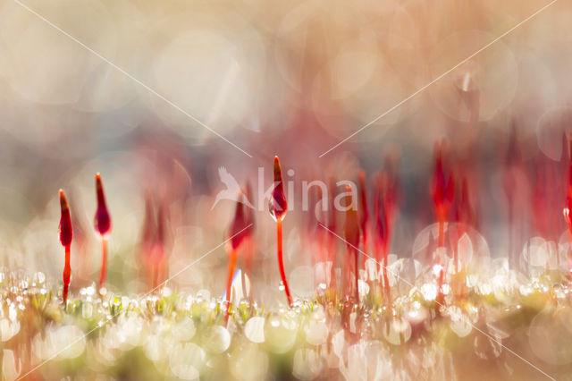 Ruig haarmos (Polytrichum piliferum)