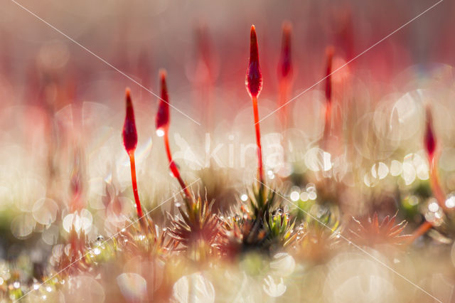 Ruig haarmos (Polytrichum piliferum)