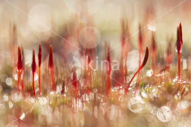 Bristly Haircap (Polytrichum piliferum)