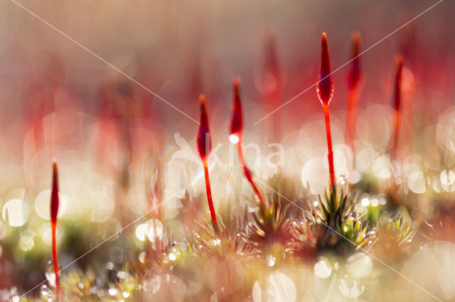 Bristly Haircap (Polytrichum piliferum)