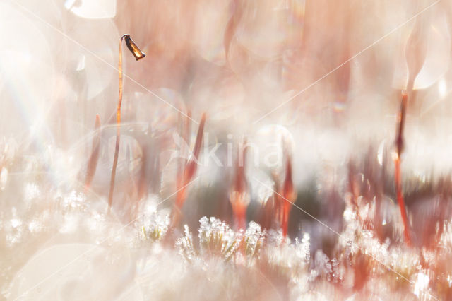 Ruig haarmos (Polytrichum piliferum)