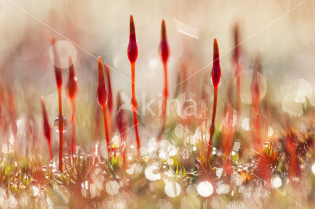 Bristly Haircap (Polytrichum piliferum)