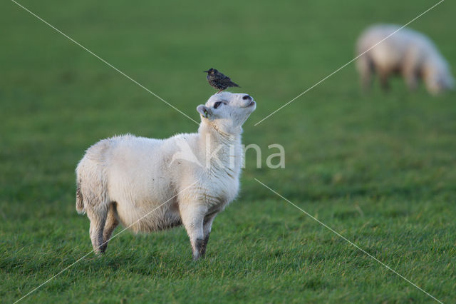 Schaap (Ovis domesticus)