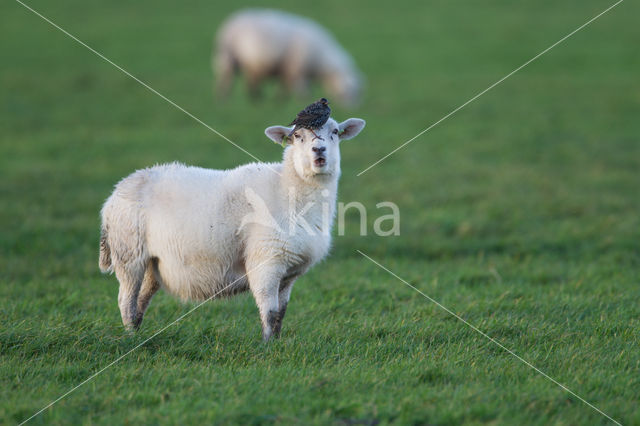 Schaap (Ovis domesticus)