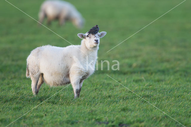 Schaap (Ovis domesticus)