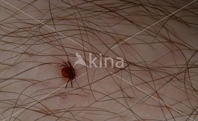 Tick (Ixodes ricinus)