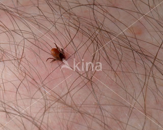 Tick (Ixodes ricinus)