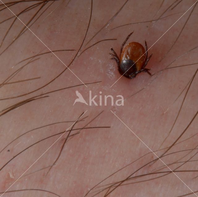 Tick (Ixodes ricinus)