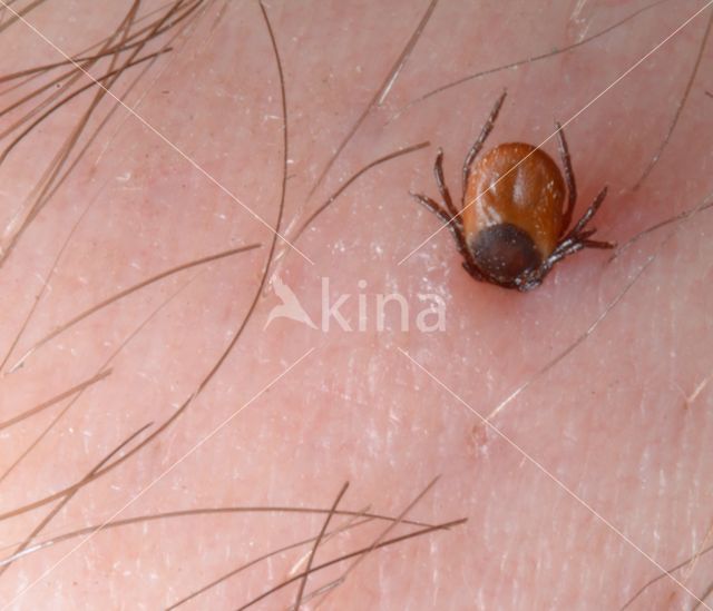 Schapenteek (Ixodes ricinus)