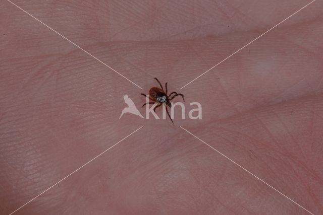 Schapenteek (Ixodes ricinus)