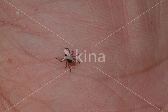 Schapenteek (Ixodes ricinus)