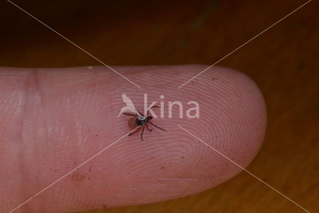 Tick (Ixodes ricinus)