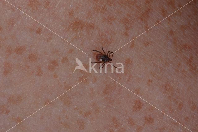 Schapenteek (Ixodes ricinus)