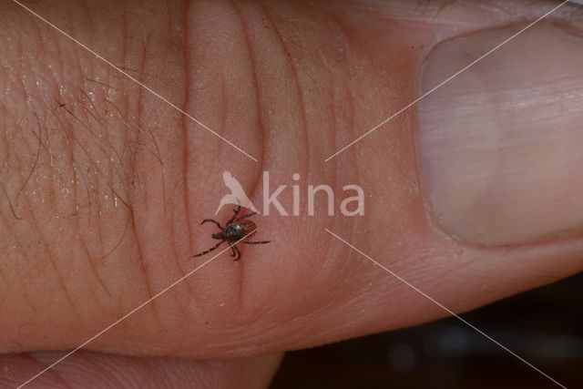 Tick (Ixodes ricinus)