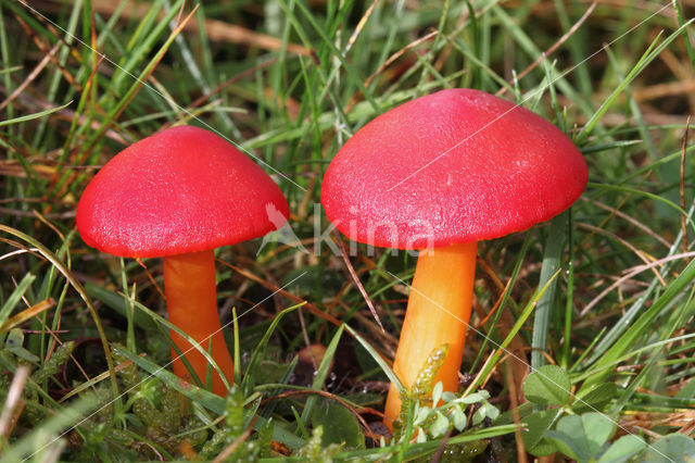 Scarlet Waxcap (Hygrocybe coccinea)