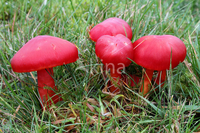 Scharlaken wasplaat (Hygrocybe coccinea)