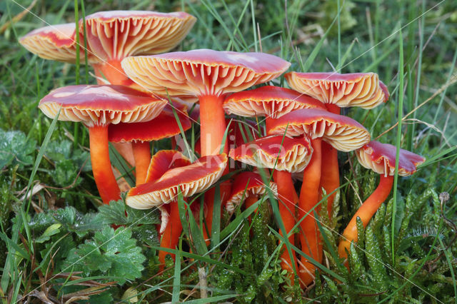 Scharlaken wasplaat (Hygrocybe coccinea)