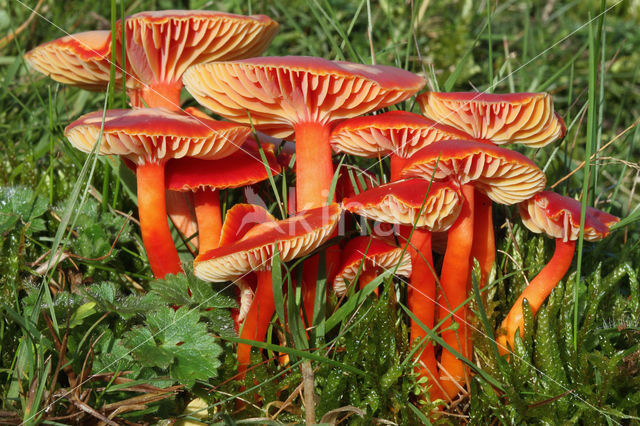 Scharlaken wasplaat (Hygrocybe coccinea)