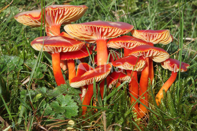 Scharlaken wasplaat (Hygrocybe coccinea)