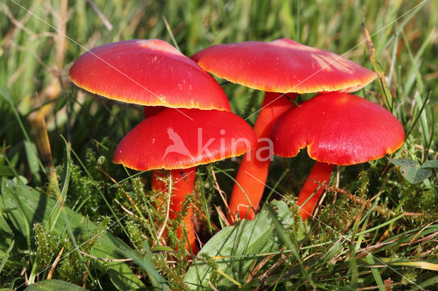 Scharlaken wasplaat (Hygrocybe coccinea)