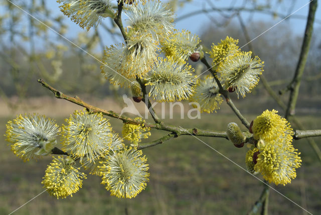 Schietwilg (Salix alba)
