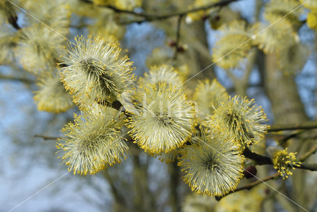 Schietwilg (Salix alba)