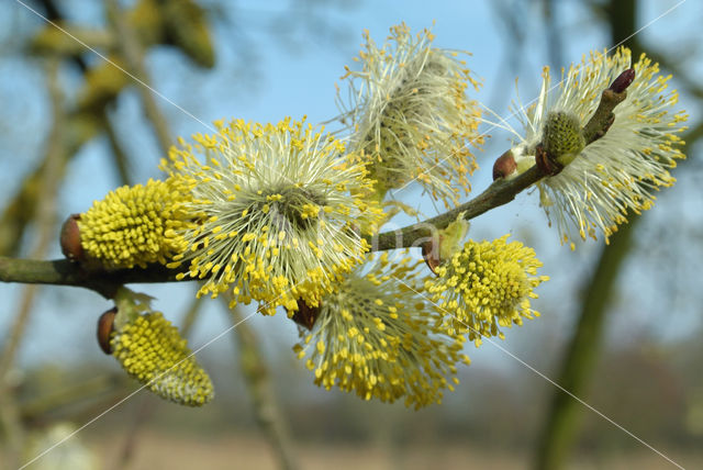 Schietwilg (Salix alba)