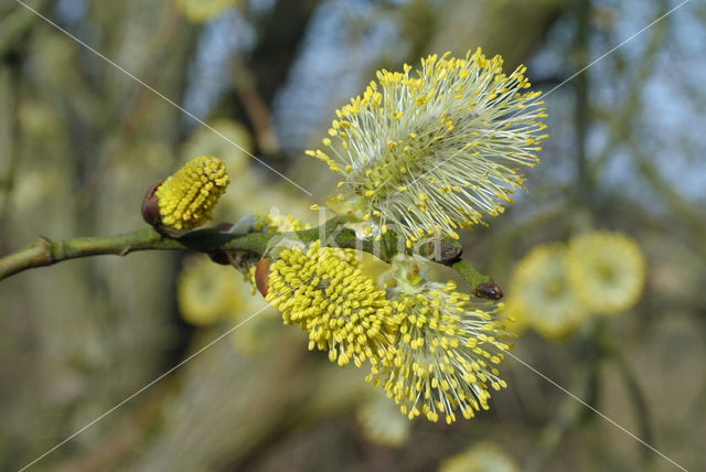 Schietwilg (Salix alba)