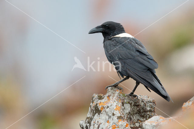 Schildkraai (Corvus albus)