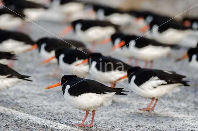 Scholekster (Haematopus ostralegus)