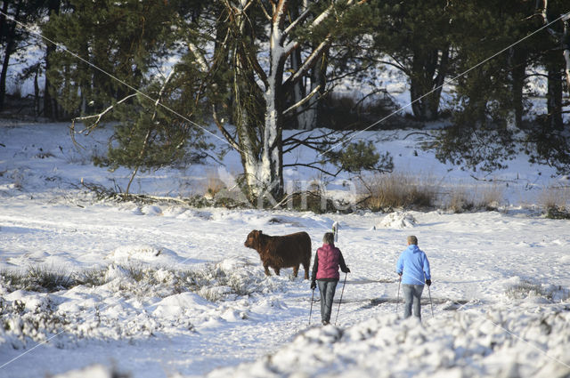 Highland Cow (Bos domesticus)