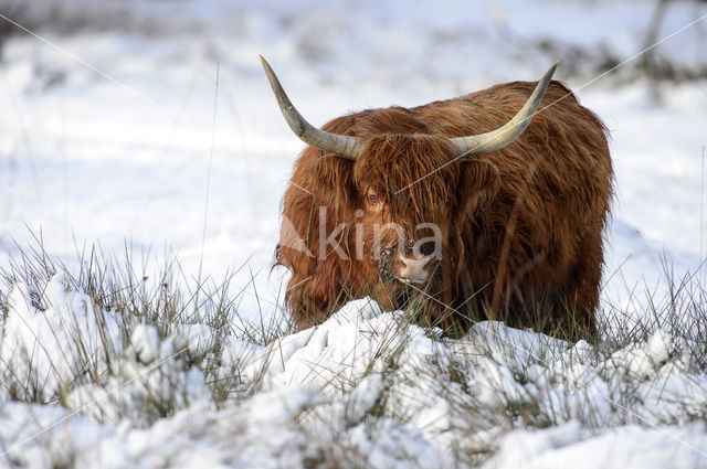 Schotse Hooglander