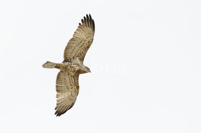 Short-toed Eagle (Circaetus gallicus)