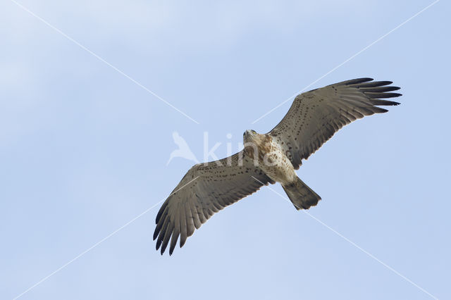 Short-toed Eagle (Circaetus gallicus)