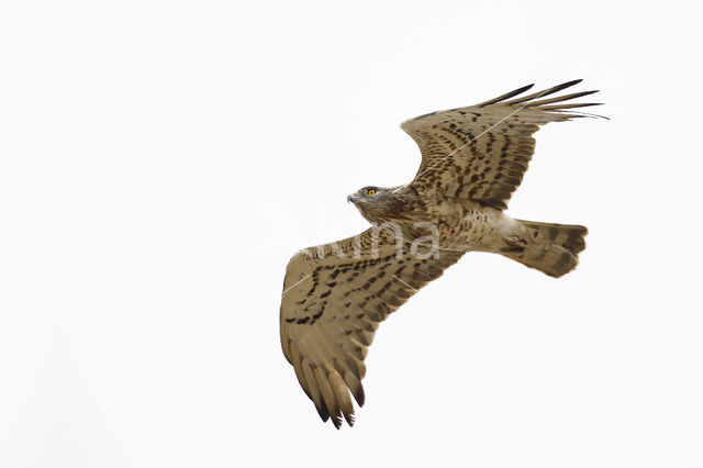 Short-toed Eagle (Circaetus gallicus)