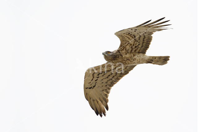 Short-toed Eagle (Circaetus gallicus)