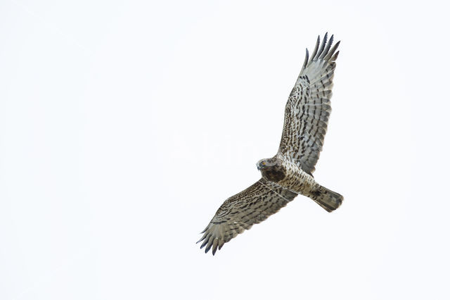 Short-toed Eagle (Circaetus gallicus)