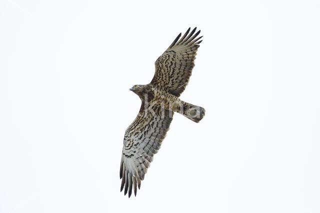 Short-toed Eagle (Circaetus gallicus)