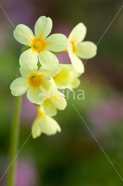 Oxlip (Primula elatior)