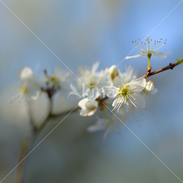 Sleedoorn (Prunus spinosa)