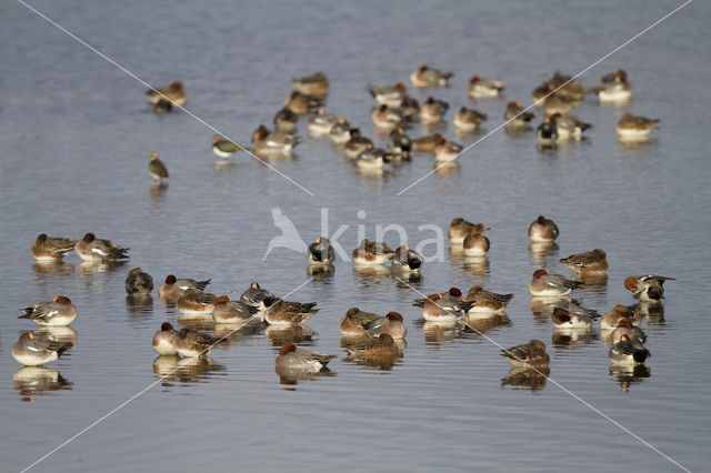 Wigeon (Anas penelope)