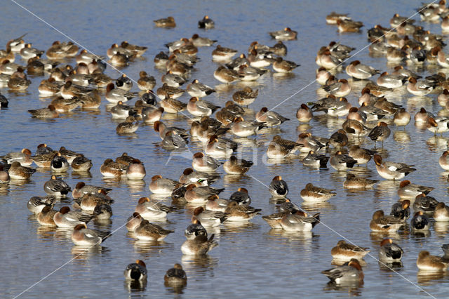 Wigeon (Anas penelope)