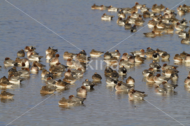 Wigeon (Anas penelope)