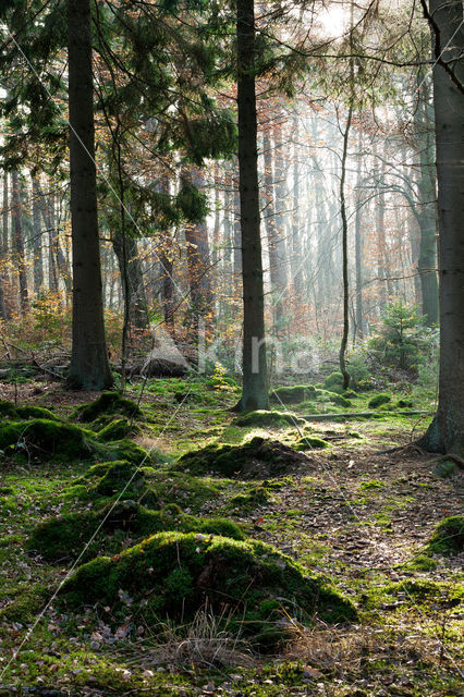 Spruce (Picea)