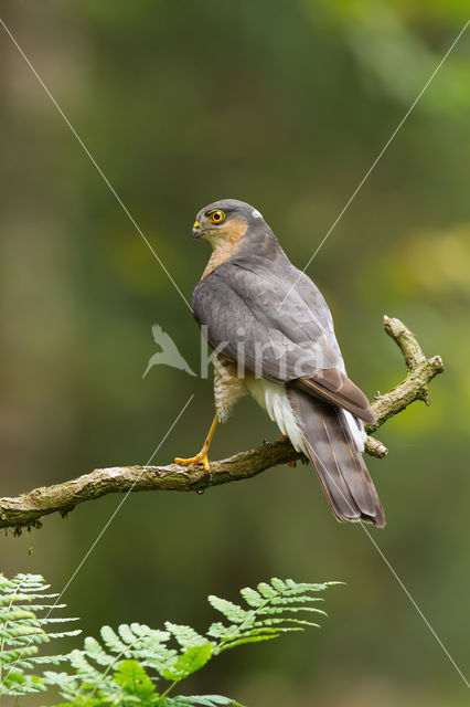 Sparrow Hawk (Accipiter nisus)