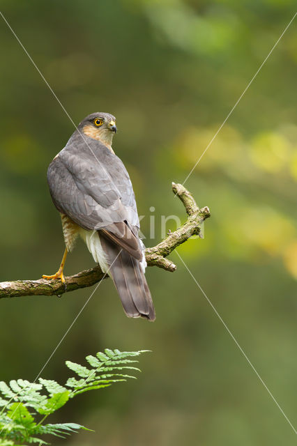 Sparrow Hawk (Accipiter nisus)