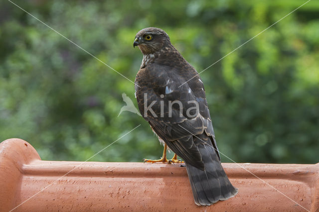 Sperwer (Accipiter nisus)