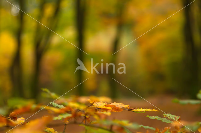 Speulderbos en Sprielderbos
