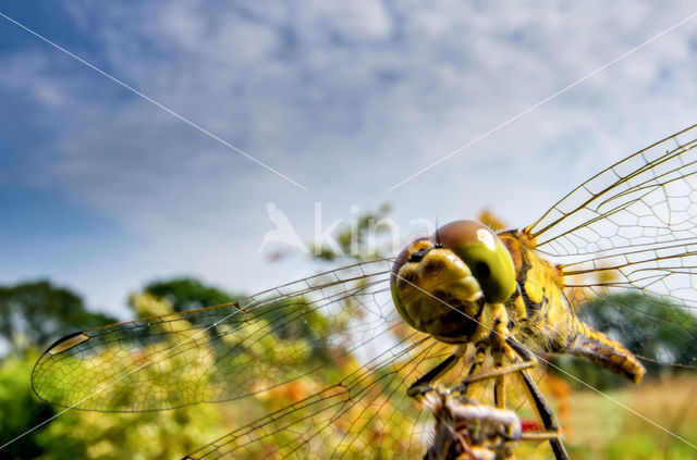 Steenrode heidelibel (Sympetrum vulgatum)