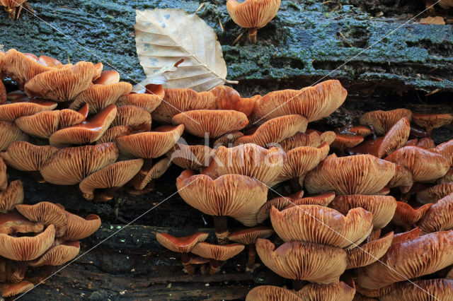 Stobbezwammetje (Pholiota mutabilis)